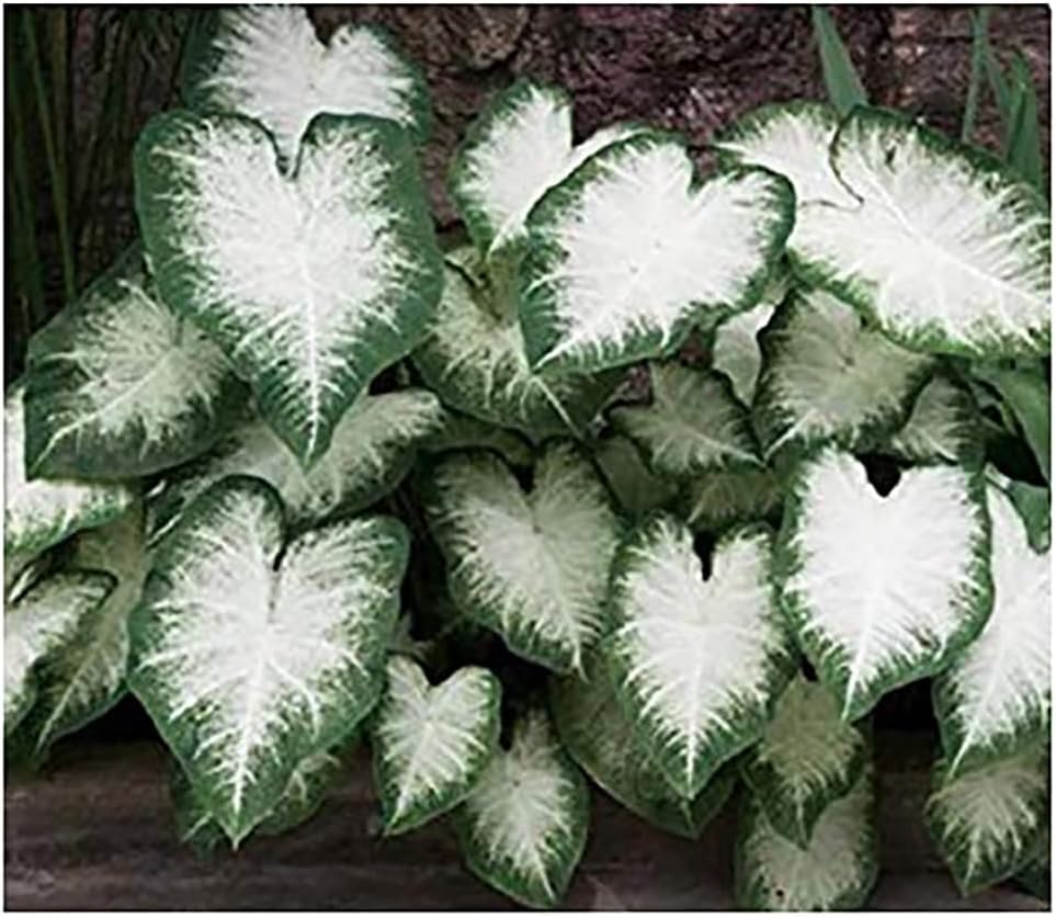 Fancy Leaf Caladium - Aaron -One  Large Root Bulb - Vibrant Green and Pink Foliage - Hardy in Zones 9-11 - Ideal for Garden Beds and Pots - Giant Caladium Plants