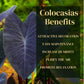 Elephant Ear Plants | Black Magic | (4-Pack) Easy-to-Grow Live Colocasia Plants, Perfect for Indoor/Outdoor Gardens, 3-8 inches Height