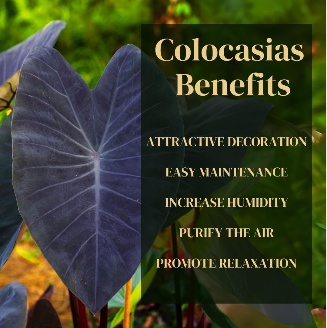 Elephant Ear Plants | Black Magic | (4-Pack) Easy-to-Grow Live Colocasia Plants, Perfect for Indoor/Outdoor Gardens, 3-8 inches Height