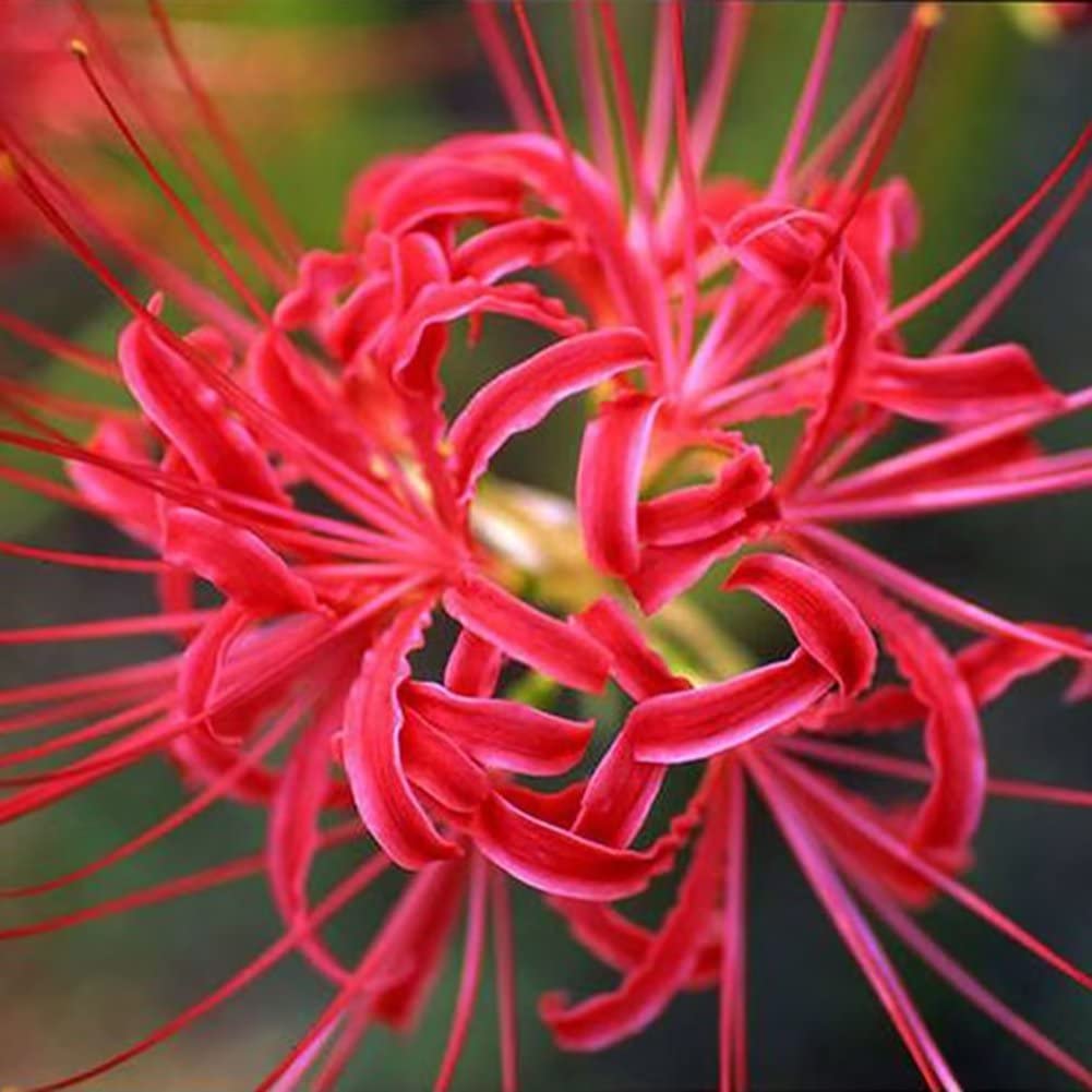 Red Lycoris Spider Lily Bulbs Radiata Hurricane Cluster Amayllis Growing Bonsai Roots Rhizomes Corms Tubers Potted Planting Reblooming Fragrant Garden Species Blooms Flower Seeds Plant Gardening