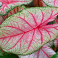 5 White Queen Caladium Bulbs for Planting - Perennial Hosta, Elephant Ears, Fancy 5 Bulbs