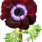 Anemone Mix Plant Bulbs (10 bulbs) - Colorful Flowers in Spring Blooming Gardens