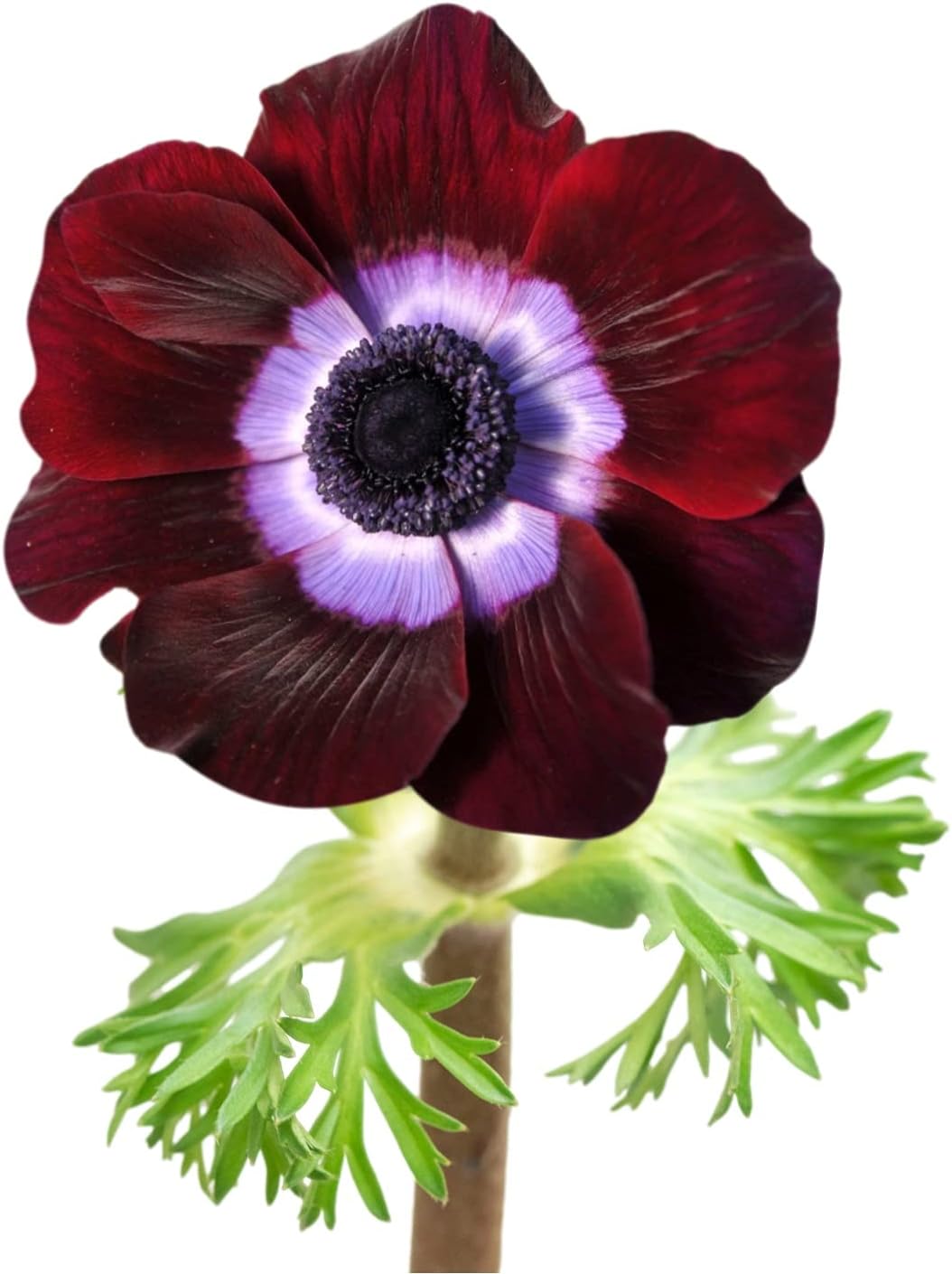 Anemone Mix Plant Bulbs (10 bulbs) - Colorful Flowers in Spring Blooming Gardens