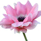 Anemone Mix Plant Bulbs (10 bulbs) - Colorful Flowers in Spring Blooming Gardens