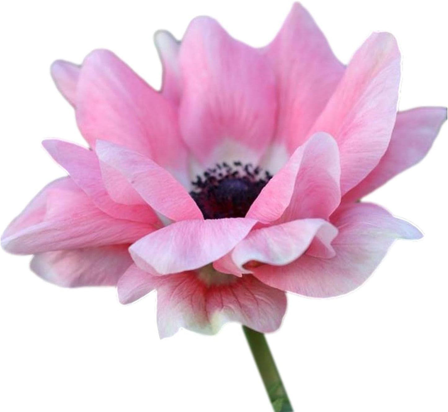 Anemone Mix Plant Bulbs (10 bulbs) - Colorful Flowers in Spring Blooming Gardens