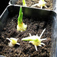 GINGER - -Grow Your own,Grow Indoors or Outdoors(1/2 Pound)