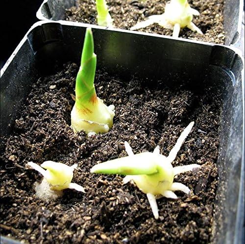GINGER - -Grow Your own,Grow Indoors or Outdoors(1/2 Pound)