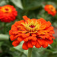 500+ Mix Colors Zinnia Seeds for Planting Outdoors Heirloom Non-GMO 90% High Germination Rate Open Pollinated Zinnia elegans Seeds