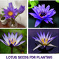 35+ Bonsai Lotus Flower Seeds for Home Planting Ornamental, Mixed Pink & Red Flower, Aquatic Plant for Courtyard, Hotel, Goldfish Pond, Water Lily Seeds