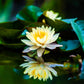 35+ Mixed Bowl Lotus Seeds, Lotus Seeds, Bonsai Lotus Seeds for Planting (Nelumbo), Water Lily Seeds, Can Purify Water and Air