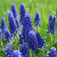 50 Grape Hyacinth - Muscari Armeniacum - Large Bulbs  Spring Bloom