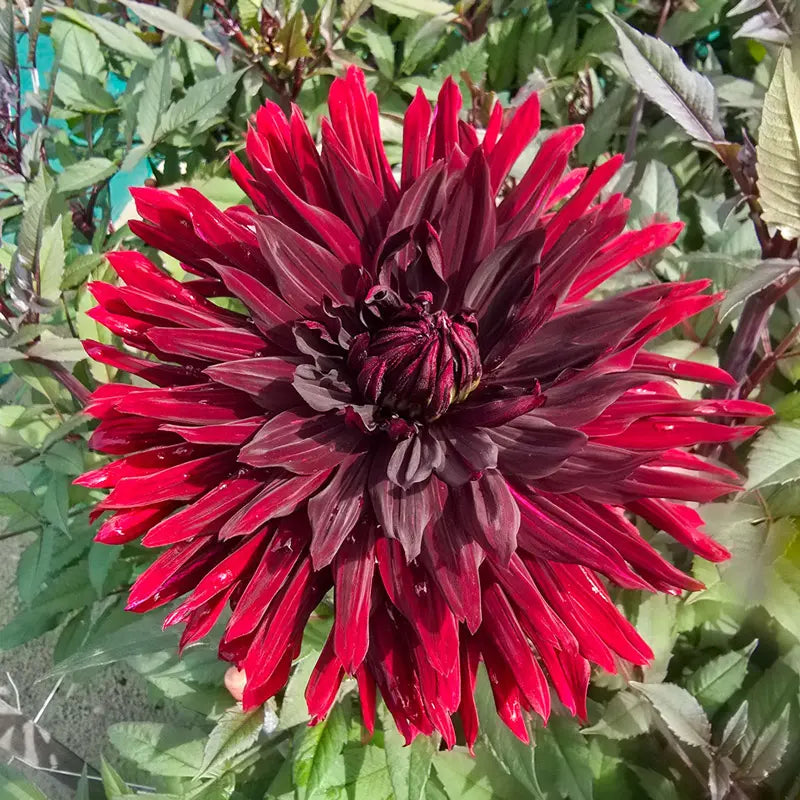 Black Jack Dahlia