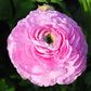 Ranunculus Pink Corms Bulbs Growing Bonsai Roots Rhizomes Tubers Potted Planting Reblooming Fragrant Garden Species Blooms Flower Seeds Plant Gardening