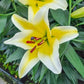 Conca d'Or Lily Tree