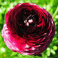 Wine Ranunculus Bulbs Corms Growing Bonsai Roots Rhizomes Tubers Potted Planting Reblooming Fragrant Garden Species Blooms Flower Seeds Plant Gardening