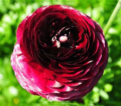Wine Ranunculus Bulbs Corms Growing Bonsai Roots Rhizomes Tubers Potted Planting Reblooming Fragrant Garden Species Blooms Flower Seeds Plant Gardening