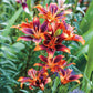 Asiatic Lily Forever Susan