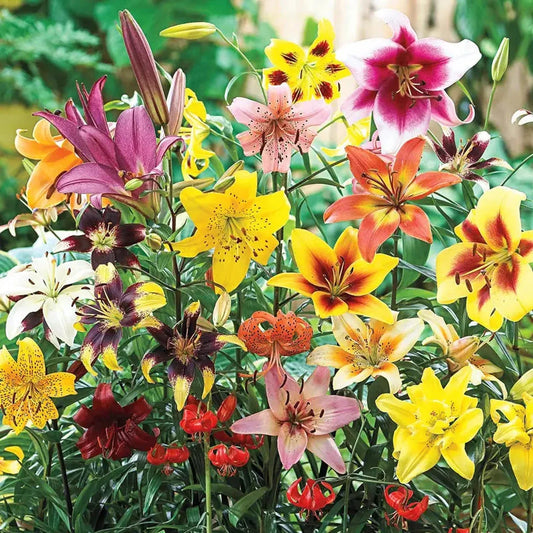 All Season Lily Mixture