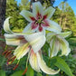 Zeba Lily