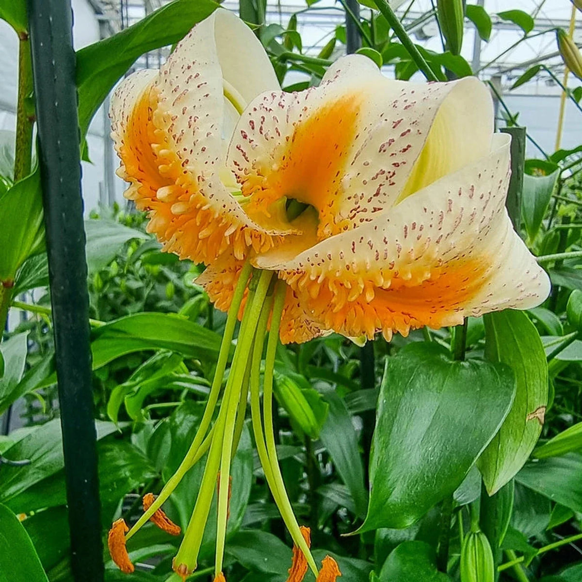 Lady Alice Turk's Cap Lily