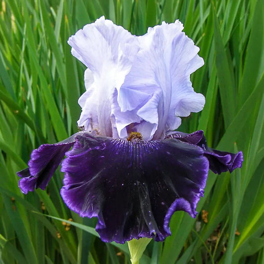 Aleutian Islands Reblooming Bearded Iris