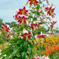 Beverly Dreams Lily Tree