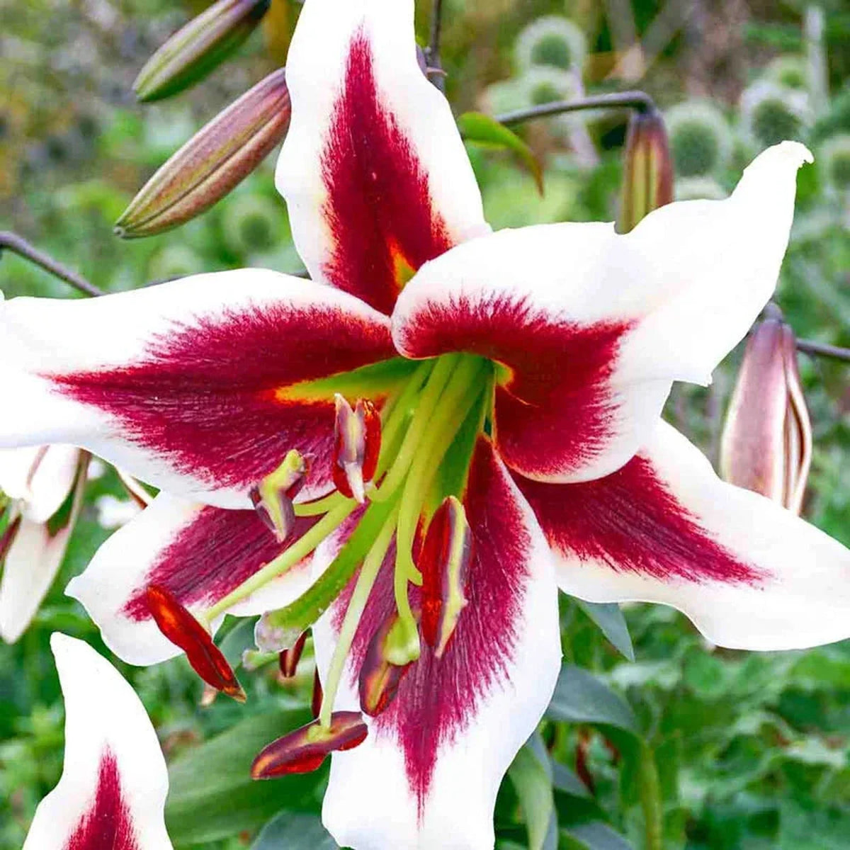Beverly Dreams Lily Tree