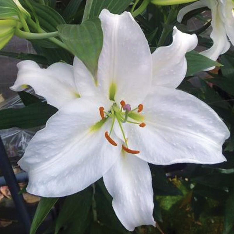 Lily Crystal Blanca Bulbs