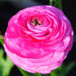 Ranunculus Bulbs Rose Corms Growing Bonsai Roots Rhizomes Tubers Potted Planting Reblooming Fragrant Garden Species Blooms Flower Seeds Plant Gardening