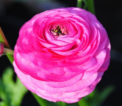 Ranunculus Bulbs Rose Corms Growing Bonsai Roots Rhizomes Tubers Potted Planting Reblooming Fragrant Garden Species Blooms Flower Seeds Plant Gardening