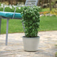 Basil Everleaf Emerald Towers Seed
