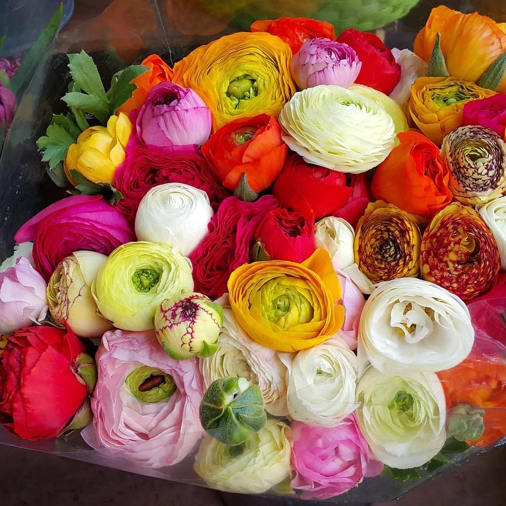 Ranunculus  Mix Color Corms Bulbs Growing Bonsai Roots Rhizomes Tubers Potted Planting Reblooming Fragrant Garden Species Blooms Flower Seeds Plant Gardening