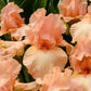 Beverly Sills Iris