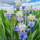 Stairway To Heaven Iris