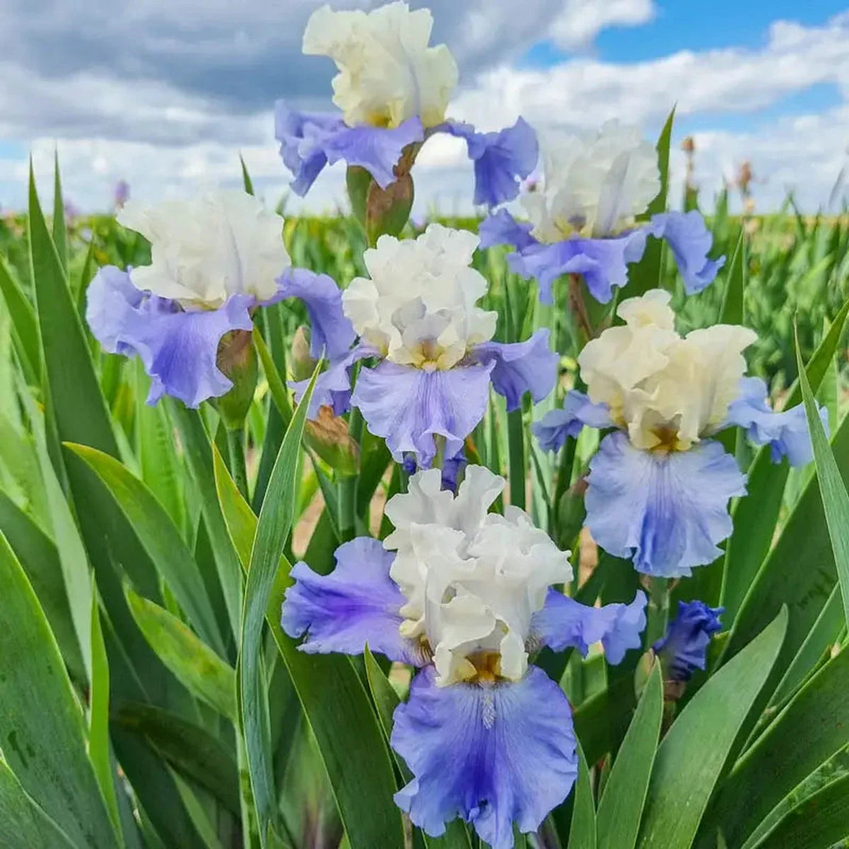 Stairway To Heaven Iris