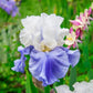 Stairway to Heaven Bearded Iris
