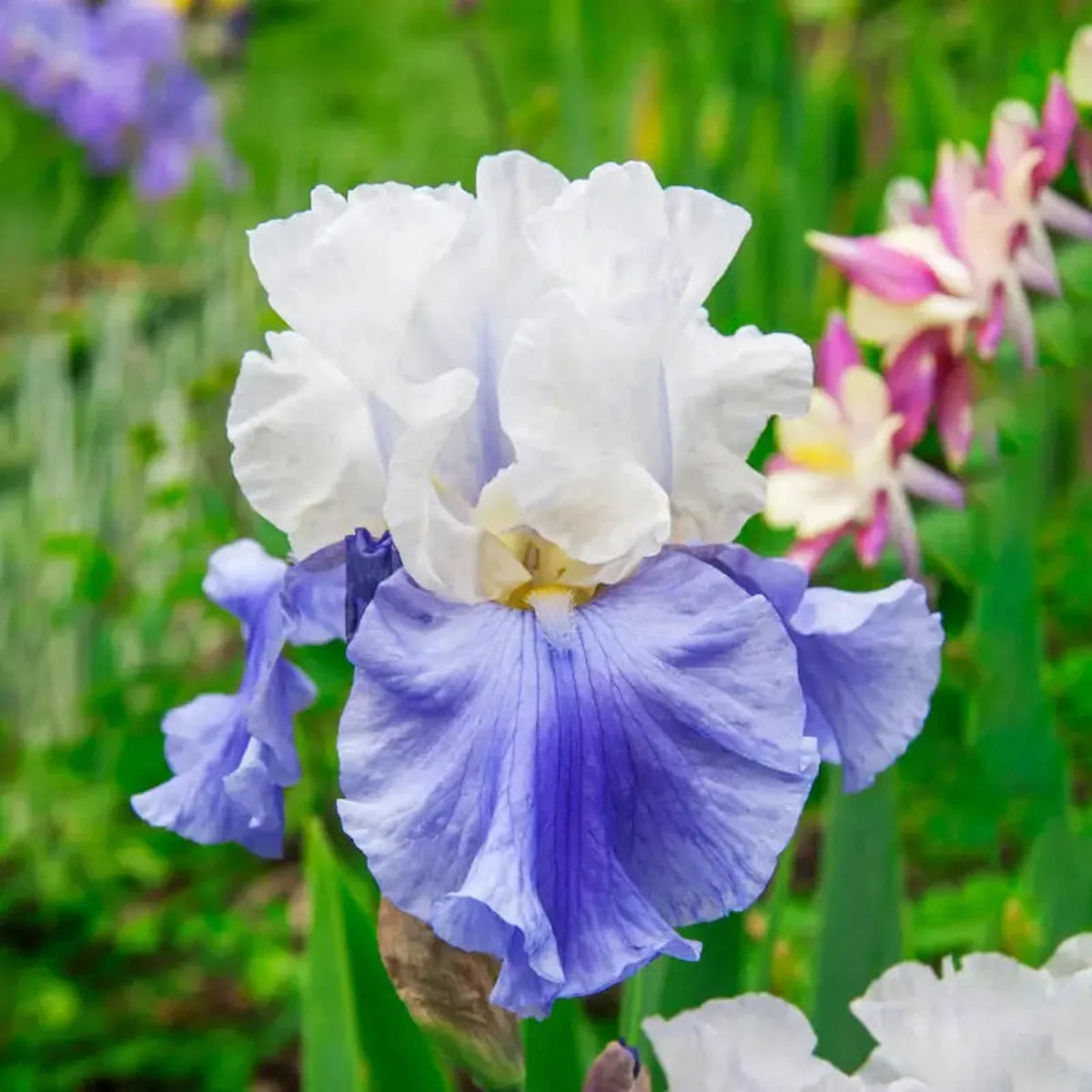 Stairway to Heaven Bearded Iris