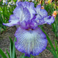 Autumn Circus Reblooming Bearded Iris