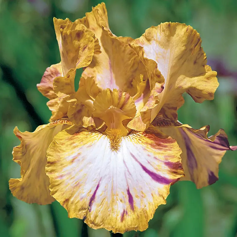 Toucan Tango Bearded Iris