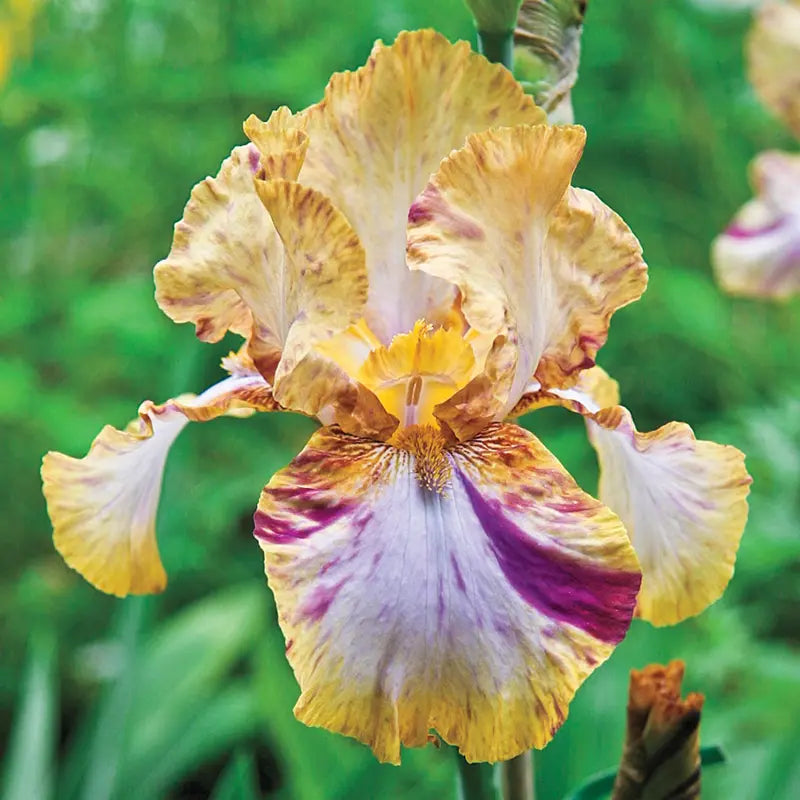 Toucan Tango Bearded Iris