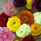 RANUNCULUS MIXED COLOR SHADES  Ranunculus Cream Blend Corms Bulbs Growing Bonsai Roots Rhizomes Tubers Potted Planting Reblooming Fragrant Garden Species Blooms Flower Seeds Plant Gardening