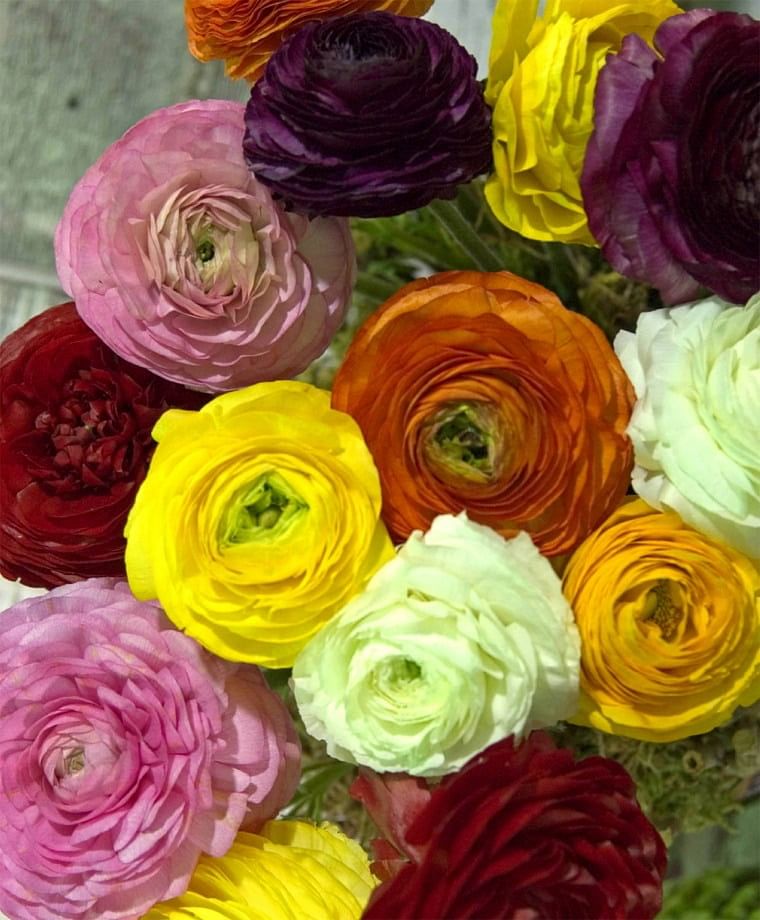 RANUNCULUS MIXED COLOR SHADES  Ranunculus Cream Blend Corms Bulbs Growing Bonsai Roots Rhizomes Tubers Potted Planting Reblooming Fragrant Garden Species Blooms Flower Seeds Plant Gardening