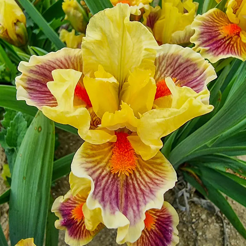 Zooboomafoo Dwarf Bearded Iris