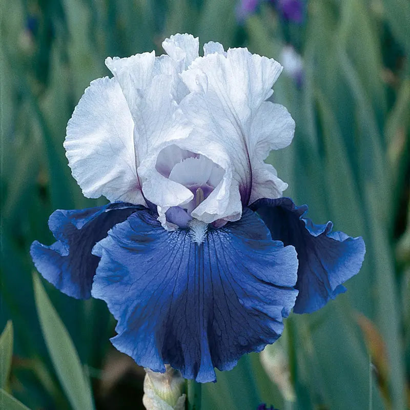 Mariposa Wizard Reblooming Bearded Iris