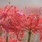 Beautiful Lycoris Spider Lilies Bulbs Radiata Hurricane Lily Cluster Amayllis Growing Bonsai Roots Rhizomes Corms Tubers Potted Planting Reblooming Fragrant Garden Species Blooms Flower Seeds Plant Gardening