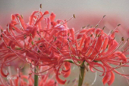 Beautiful Lycoris Spider Lilies Bulbs Radiata Hurricane Lily Cluster Amayllis Growing Bonsai Roots Rhizomes Corms Tubers Potted Planting Reblooming Fragrant Garden Species Blooms Flower Seeds Plant Gardening
