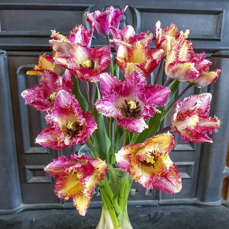 Colour Fusion Tulip Bulbs Blooms Species Growing Bonsai Roots Rhizomes Corms Tubers Potted Planting Reblooming Fragrant Garden Flower Seeds Plant