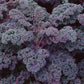 Scarlet Kale Seeds for Planting Garden Vegetable