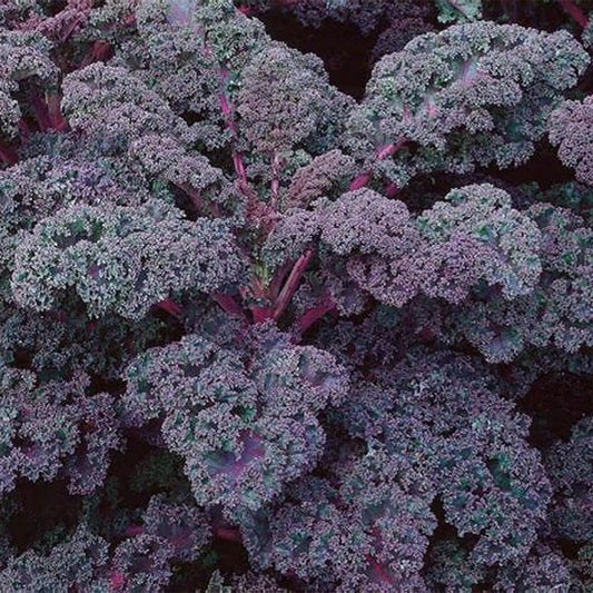 Scarlet Kale Seeds for Planting Garden Vegetable