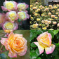 Peaceful Roses - The Messenger of Peace